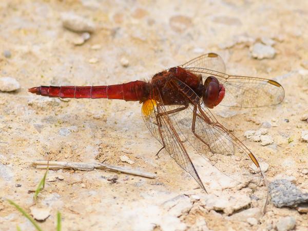 Vuurlibel (Crocothemis erythraea)